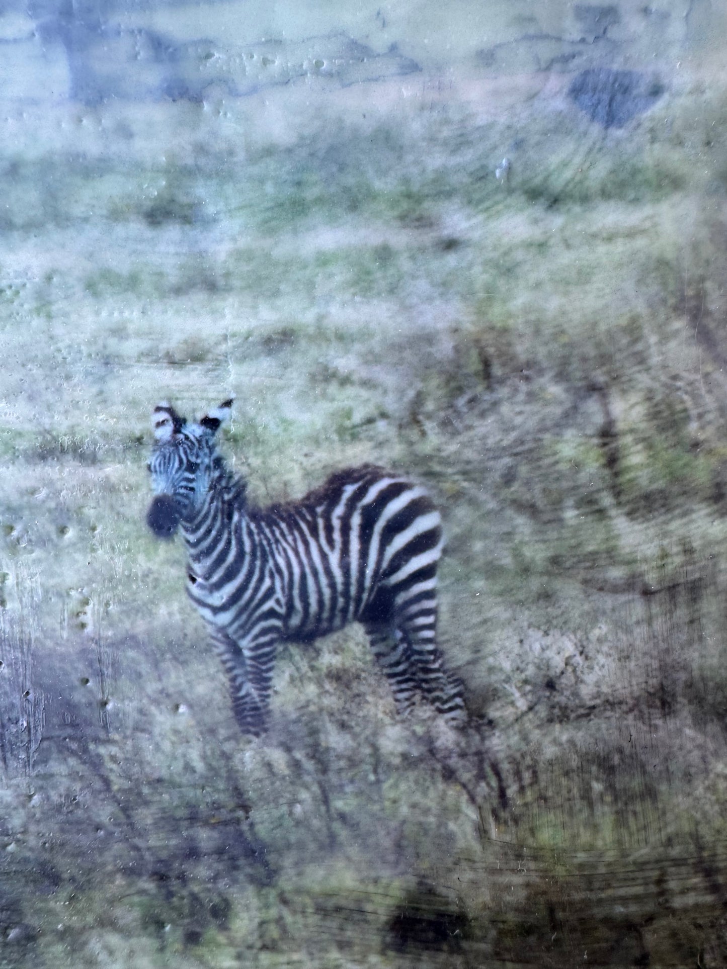 Under Watchful Eyes  -  Zebra