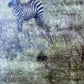 Under Watchful Eyes  -  Zebra