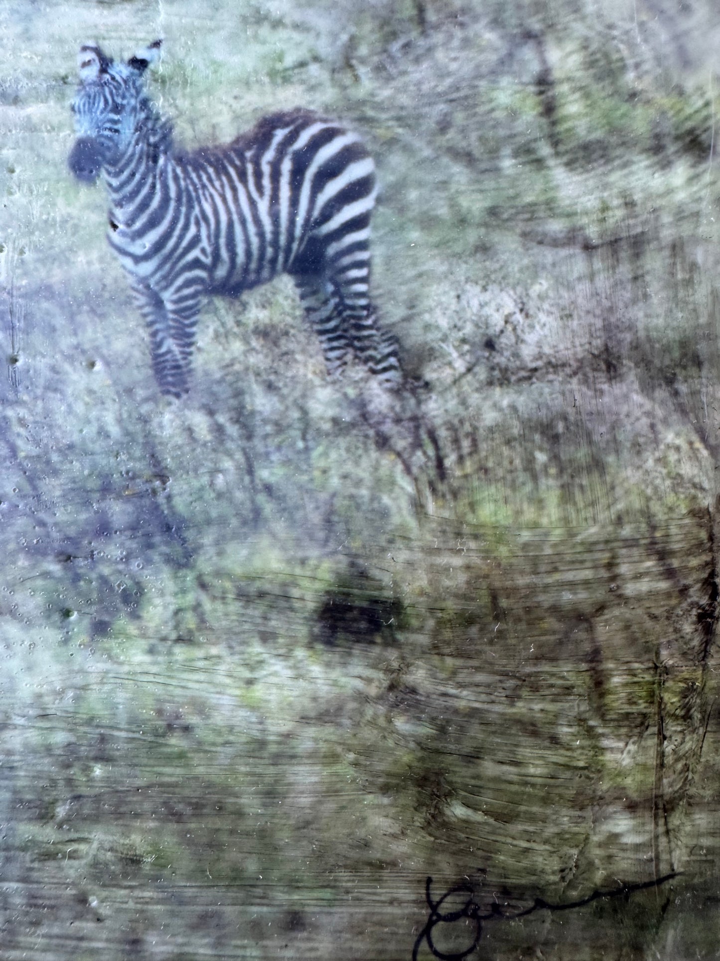 Under Watchful Eyes  -  Zebra