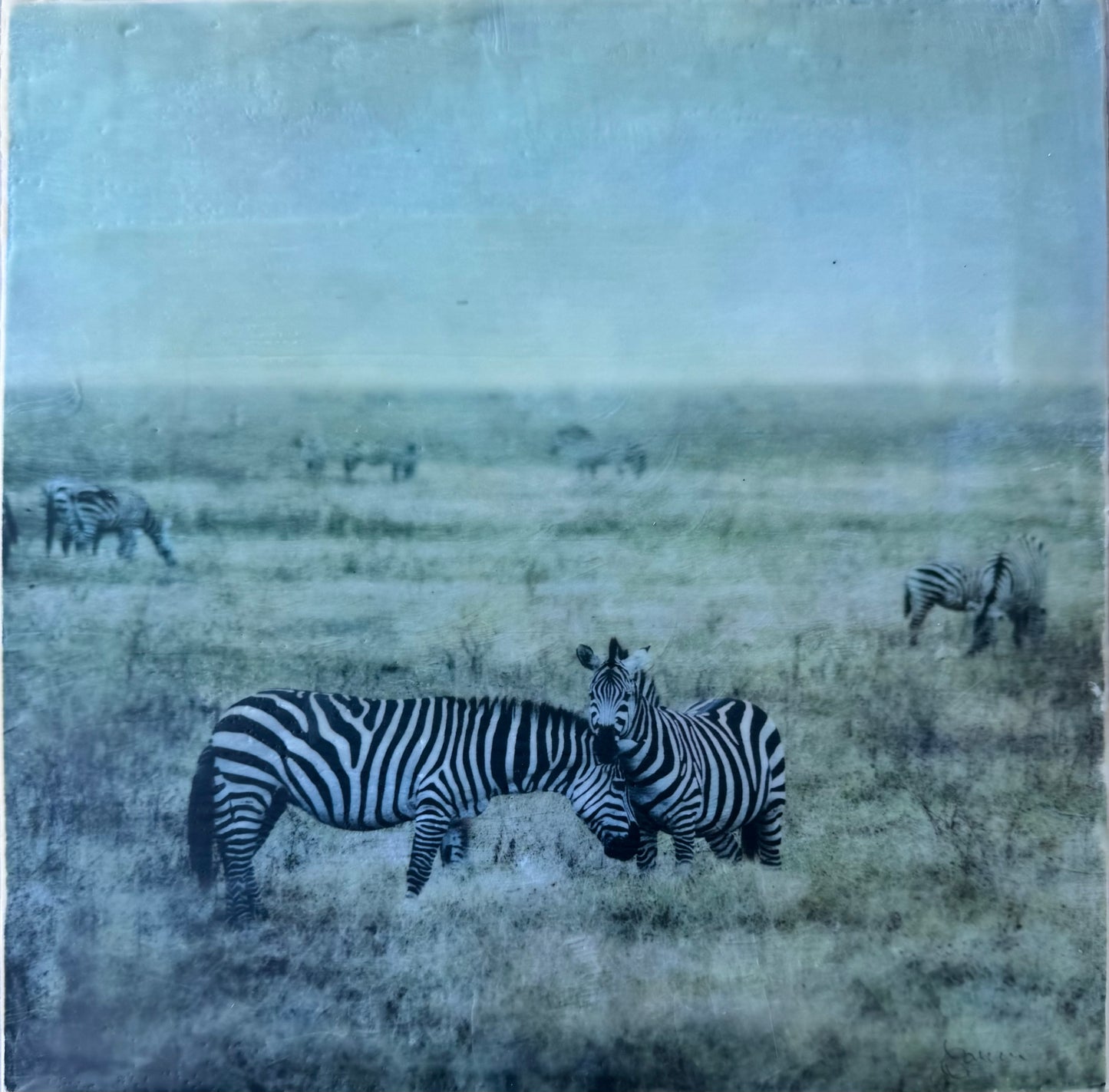 Held Close -  Zebra
