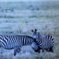 Held Close -  Zebra