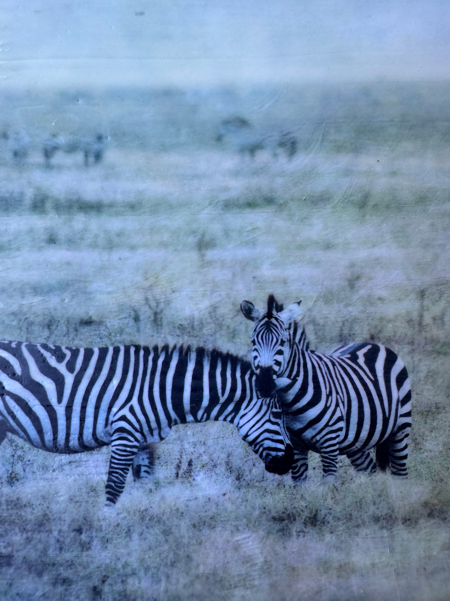 Held Close -  Zebra