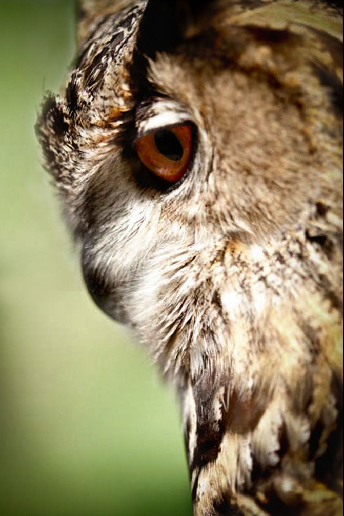 Close-up of an owl's face with a blurred green background