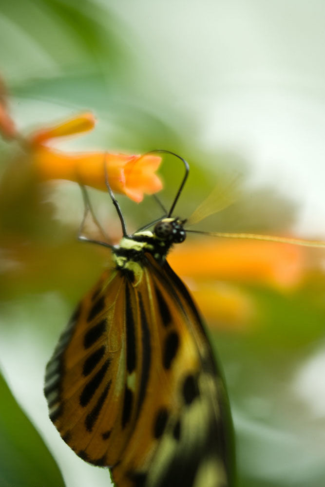 Butterfly on an orange flower with a blurred green background