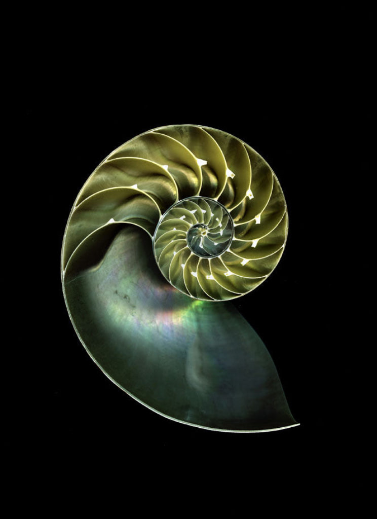 Nautilus shell with a metallic sheen on a black background